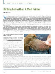 Birding by Feather: A Molt Primer - American Birding Association