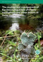 23155_Peltigera:ascophyllum leaflet - Plantlife