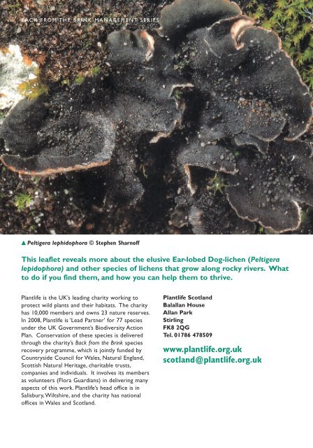 23155_Peltigera:ascophyllum leaflet - Plantlife