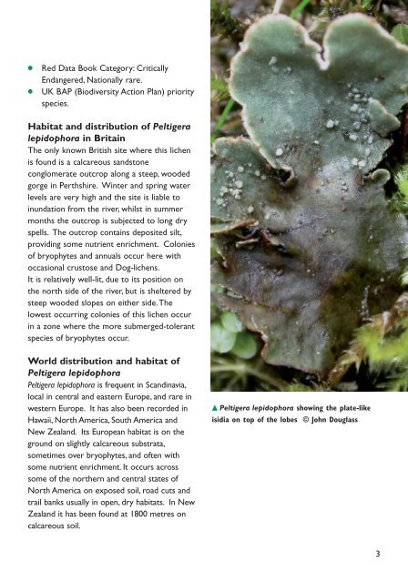 23155_Peltigera:ascophyllum leaflet - Plantlife