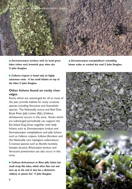 23155_Peltigera:ascophyllum leaflet - Plantlife