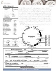 pTriEx-4 Neo Vector - Gene Synthesis