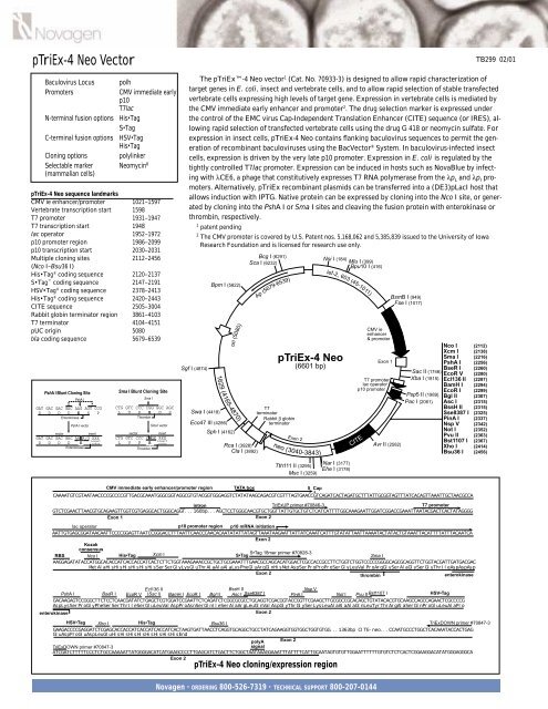 pTriEx-4 Neo Vector - Gene Synthesis