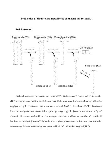 Produktion af biodiesel fra rapsolie ved en enzymatisk reaktion.