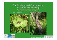 The Ecology and Conservation of the Aspen hoverfly