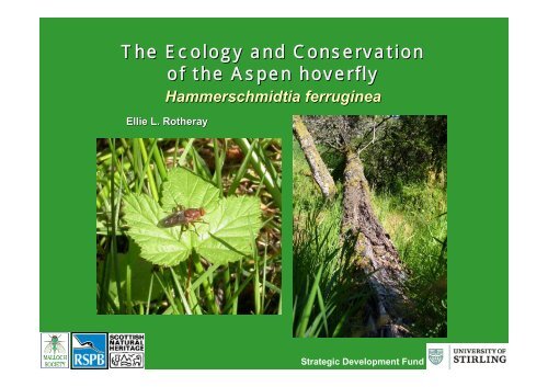 The Ecology and Conservation of the Aspen hoverfly