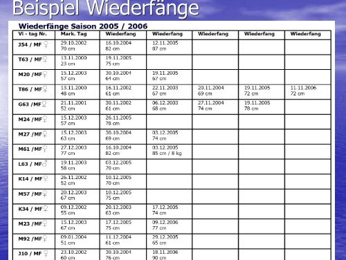 Wiederansiedlungsprojekts des SFV Sittensen - Wuemme-Meerforelle