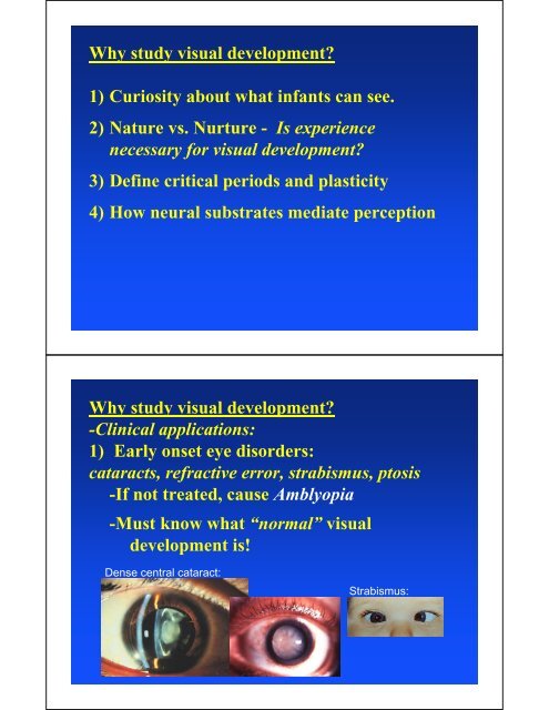 The Development of Vision Rain Bosworth, Ph.D.