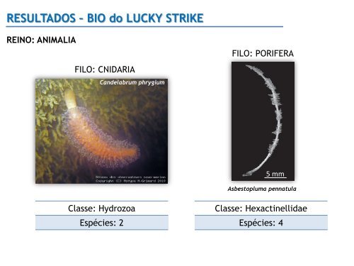 RESULTADOS â BIO do GORRINGE