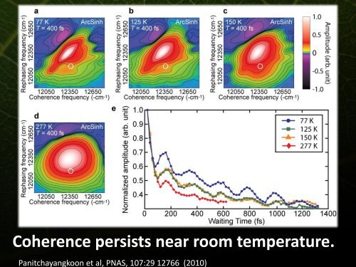 Phonons and Photosynthetic Energy Transfer - Icn