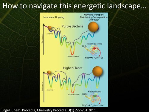 Phonons and Photosynthetic Energy Transfer - Icn