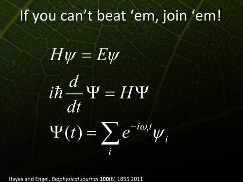 Phonons and Photosynthetic Energy Transfer - Icn