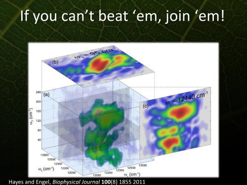 Phonons and Photosynthetic Energy Transfer - Icn