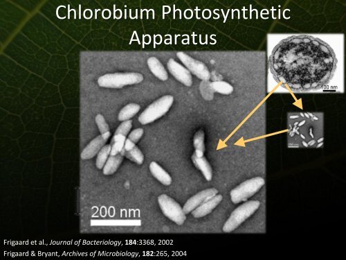 Phonons and Photosynthetic Energy Transfer - Icn