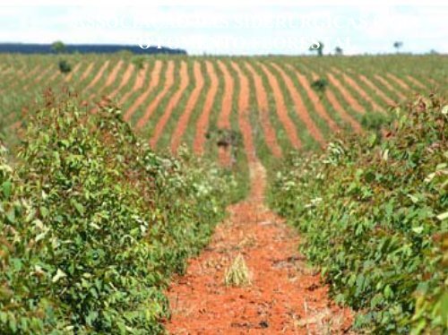 fomento florestal - Associação Brasileira de Produtores de Florestas ...