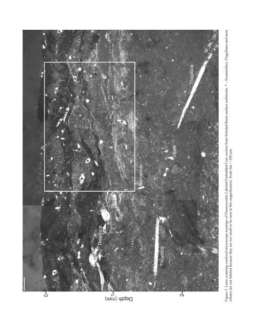 Sulfur BiogeochemistryâPast and Present