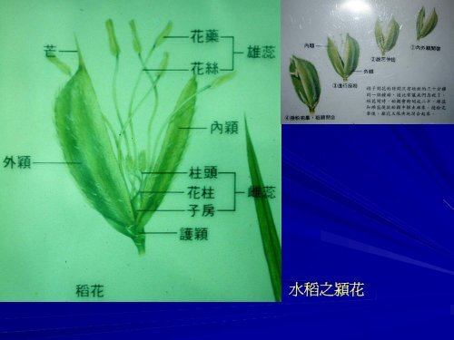 æ¤ç©çå¨å®: è