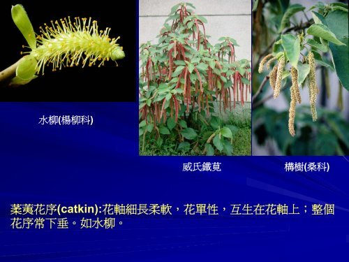 æ¤ç©çå¨å®: è