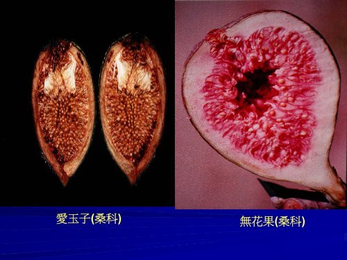 æ¤ç©çå¨å®: è