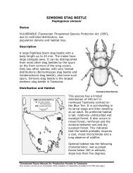 SIMSONS STAG BEETLE