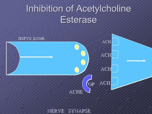 Mode of Action for Insecticides