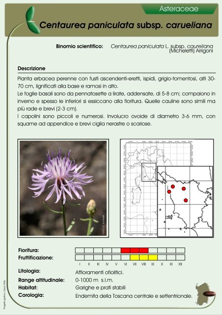 Centaurea paniculata subsp. carueliana - ondeweb.net