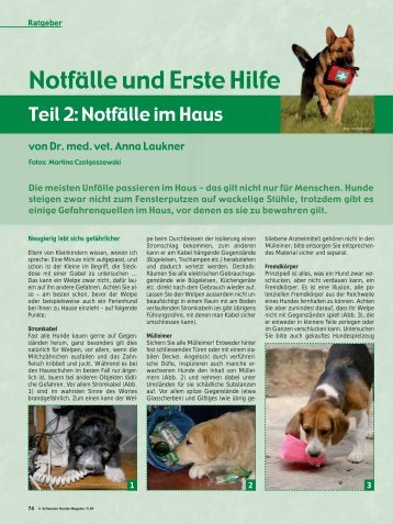 Notfälle und Erste Hilfe - Schweizer Hunde Magazin