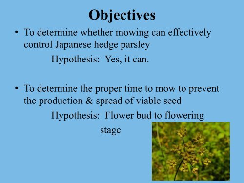Japanese Hedge Parsley Ecology and Use of Mowing as a ...