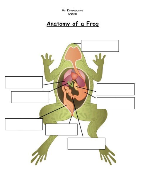 dissection of frog, perch, worm lab.pdf