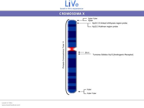 Sonda Pintado CromosÃ³mico Total X - Lexel
