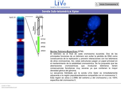 Sonda Pintado CromosÃ³mico Total X - Lexel