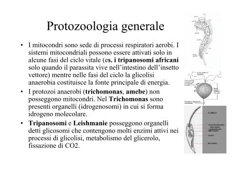 01.Protozoologia generale - FacoltÃ  di Medicina e Chirurgia