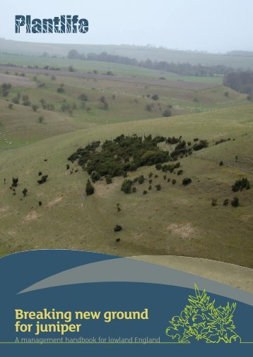 Breaking new ground for juniper - Plantlife