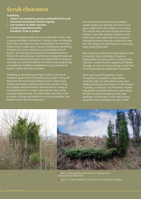 Breaking new ground for juniper - Plantlife