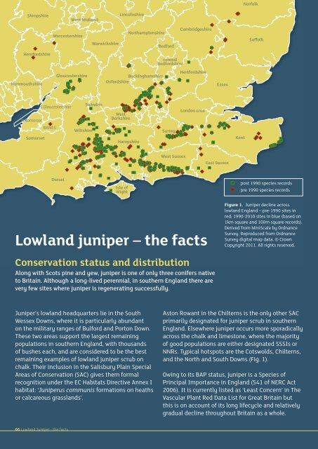 Breaking new ground for juniper - Plantlife