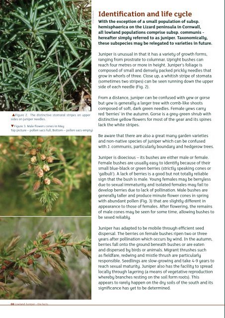 Breaking new ground for juniper - Plantlife