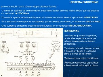 12- Sistema Endocrino