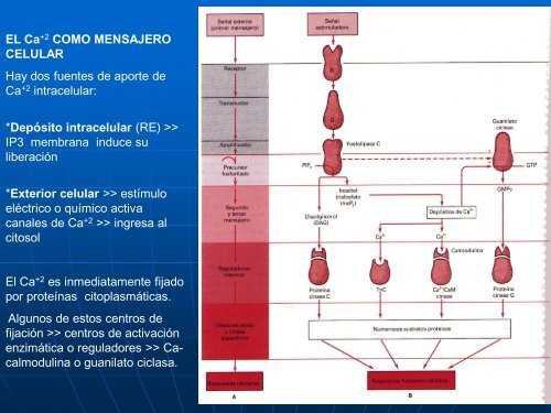 12- Sistema Endocrino