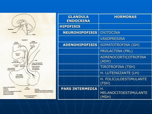 12- Sistema Endocrino