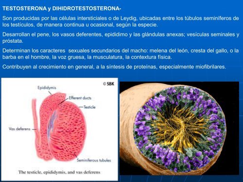 12- Sistema Endocrino