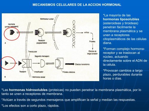 12- Sistema Endocrino