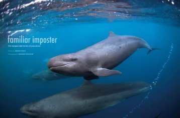 familiar imposter - Orca Research Trust