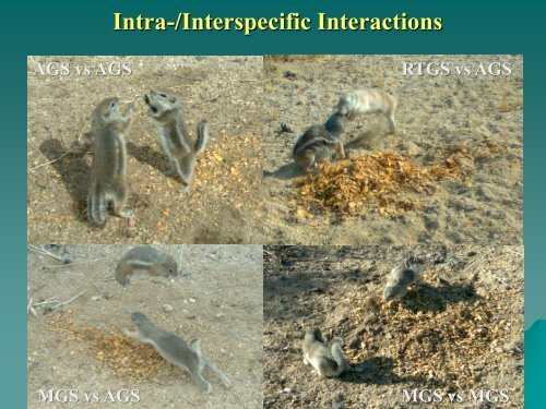 Use of Camera Traps to Survey and Monitor Mohave Ground Squirrels