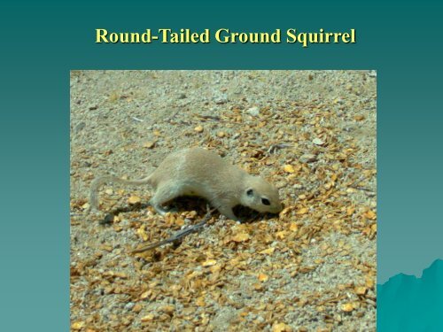 Use of Camera Traps to Survey and Monitor Mohave Ground Squirrels