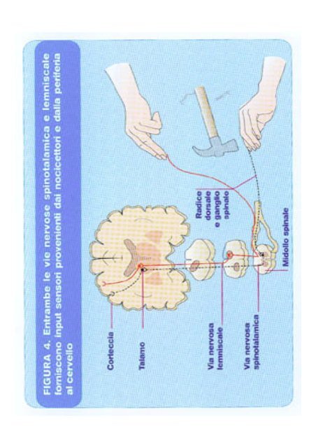 FISIOPATOLOGIA del DOLORE