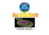 Candida albicans.pdf - Academic lab pages - School of Biosciences