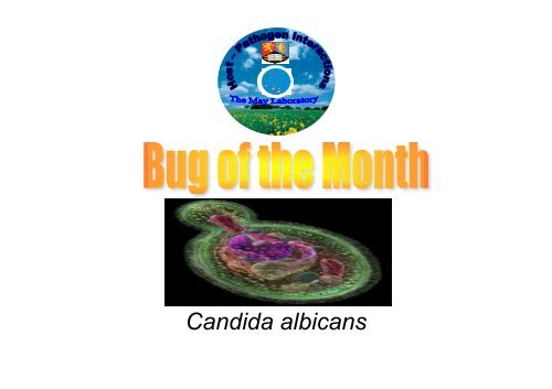 Candida albicans.pdf - Academic lab pages - School of Biosciences