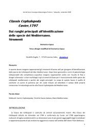 Classis Cephalopoda - Dai ranghi principali alla determinazione ...