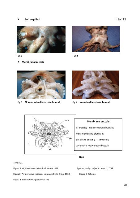 Classis Cephalopoda - Dai ranghi principali alla determinazione ...