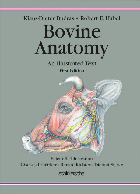 at styre Gammeldags Prædike Bovine Anatomy - umk carnivores 3